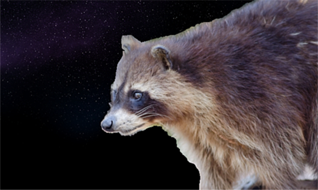 image banner